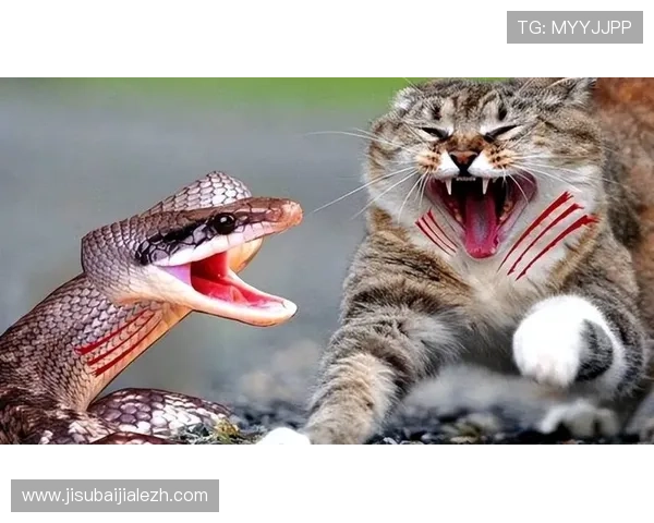 龙虎真人图片大公开，感受最逼真的真人对战场面与视觉冲击